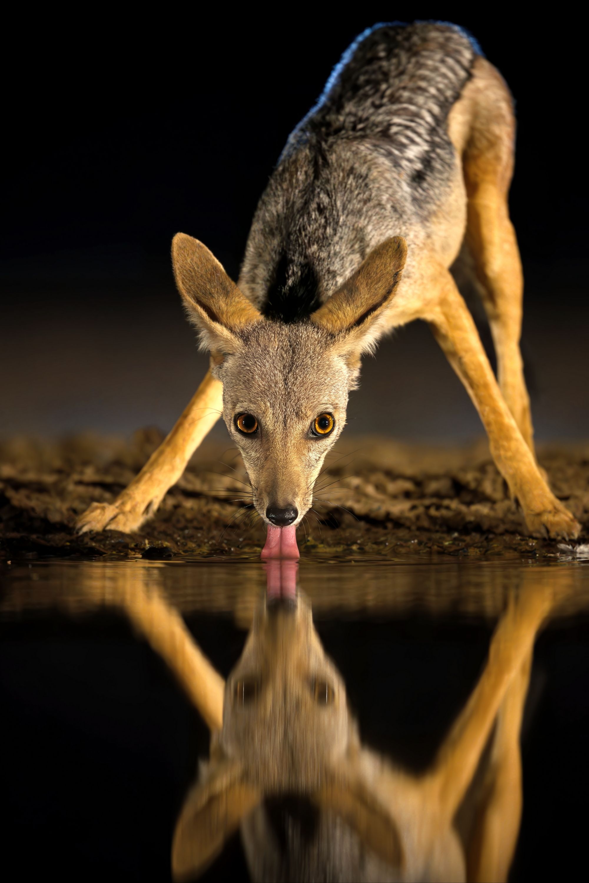 Ночной водопой