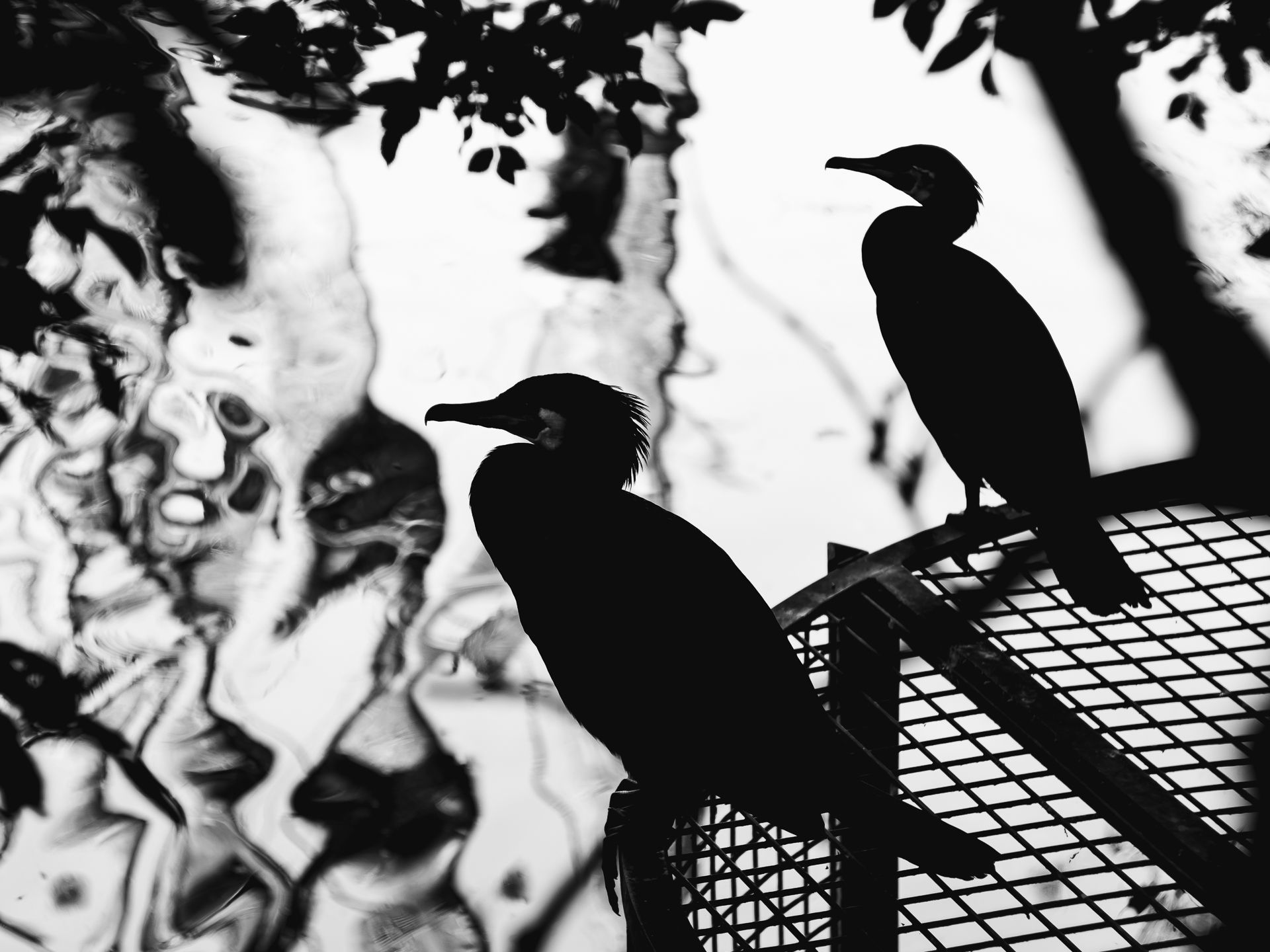 Бакланы на привале