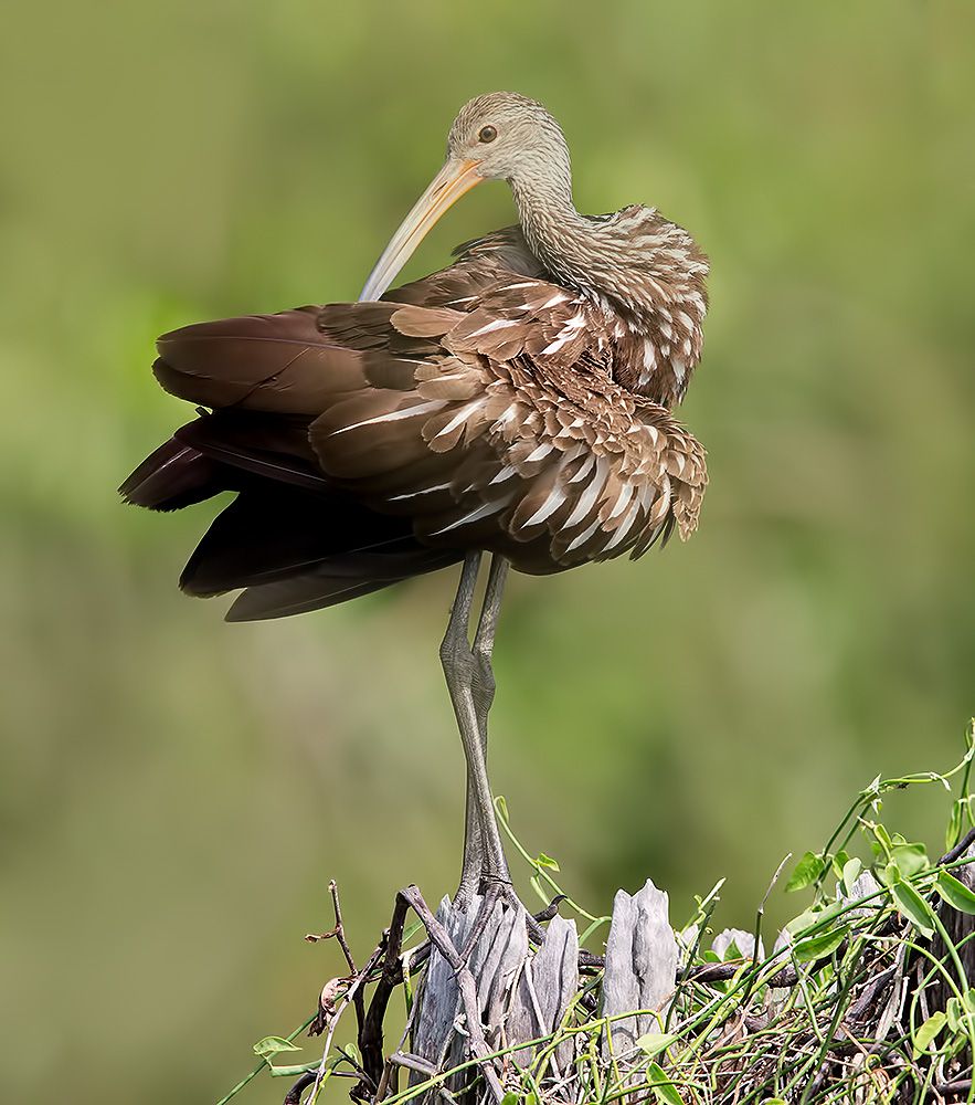 Limpkin