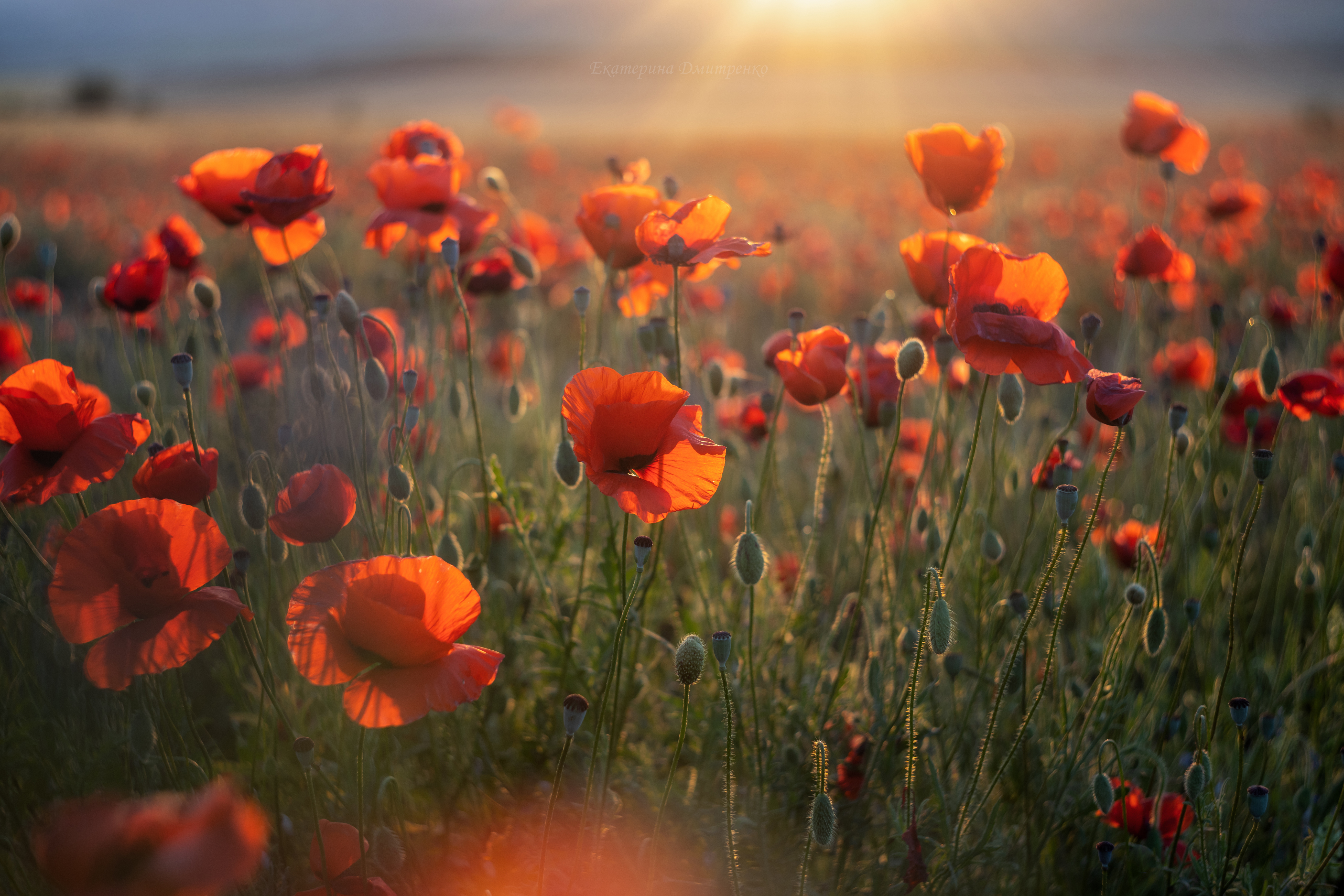 1755241435-d8e9ca7a9409eb4e7282cfa5c261a