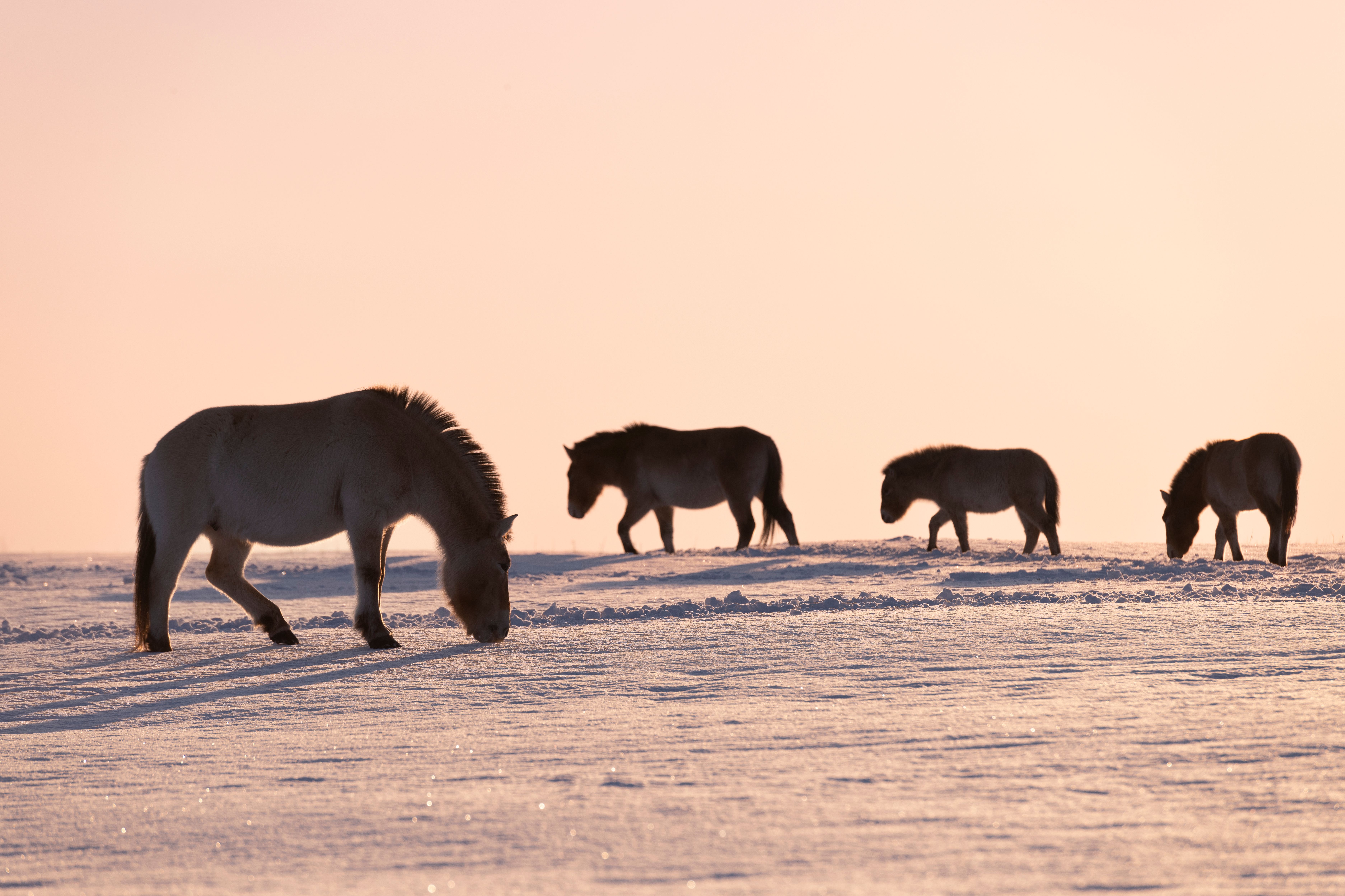 Зимние силуэты