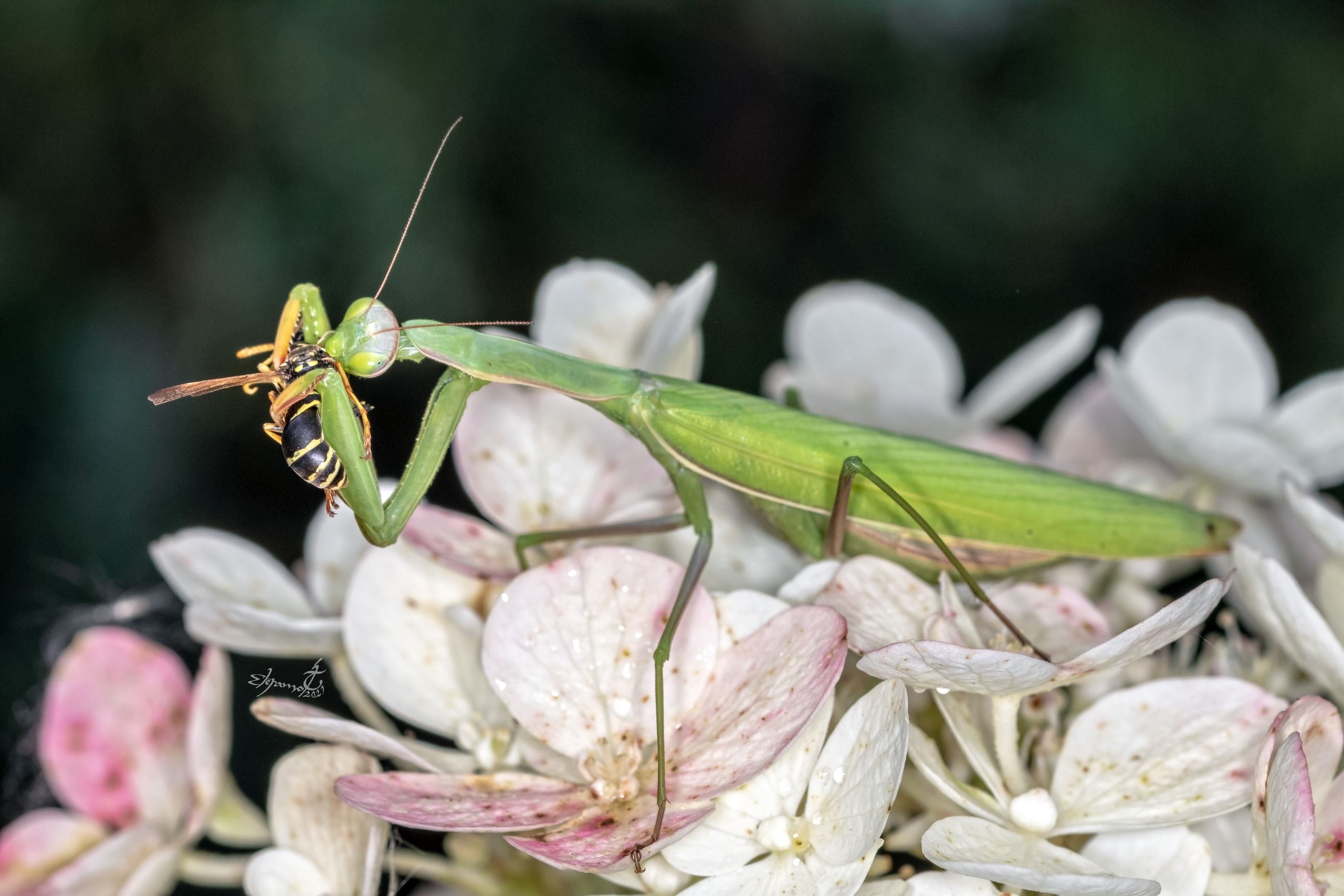 Завтрак среди цветов
