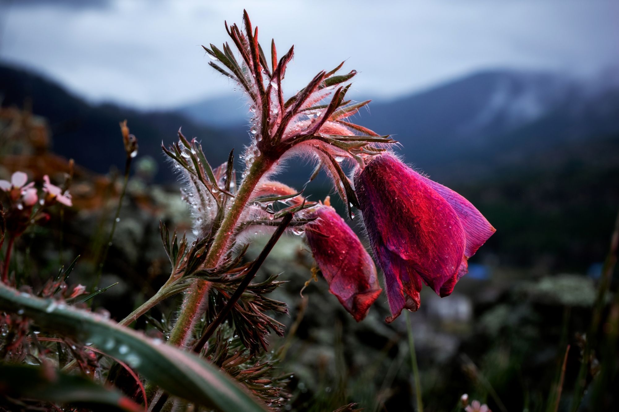 Первенцы весны