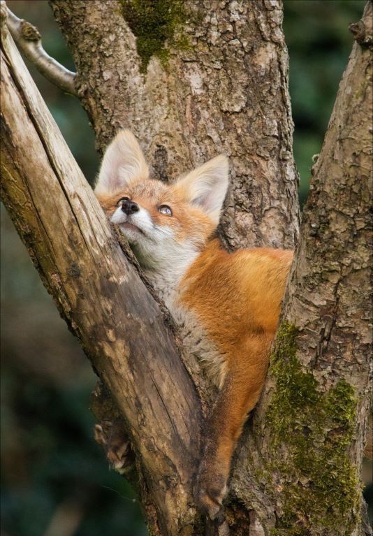 1540157482-dd2cabc9d68b2c59d4dcd308e576793b.jpeg?w=700