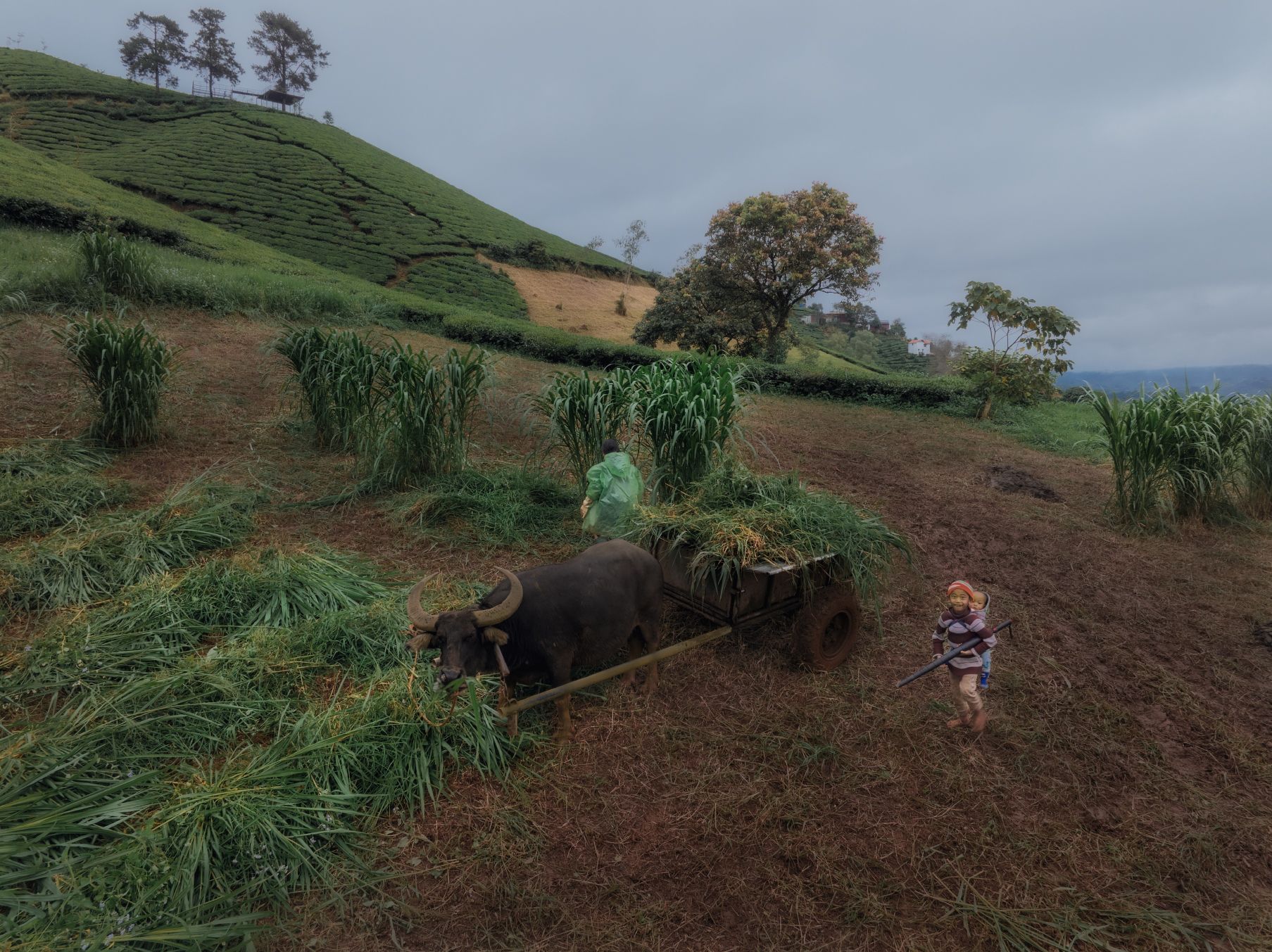 Сельскохозяйственные работы, или Фото о наблюдателях, которые наблюдали, как за ними наблюдают