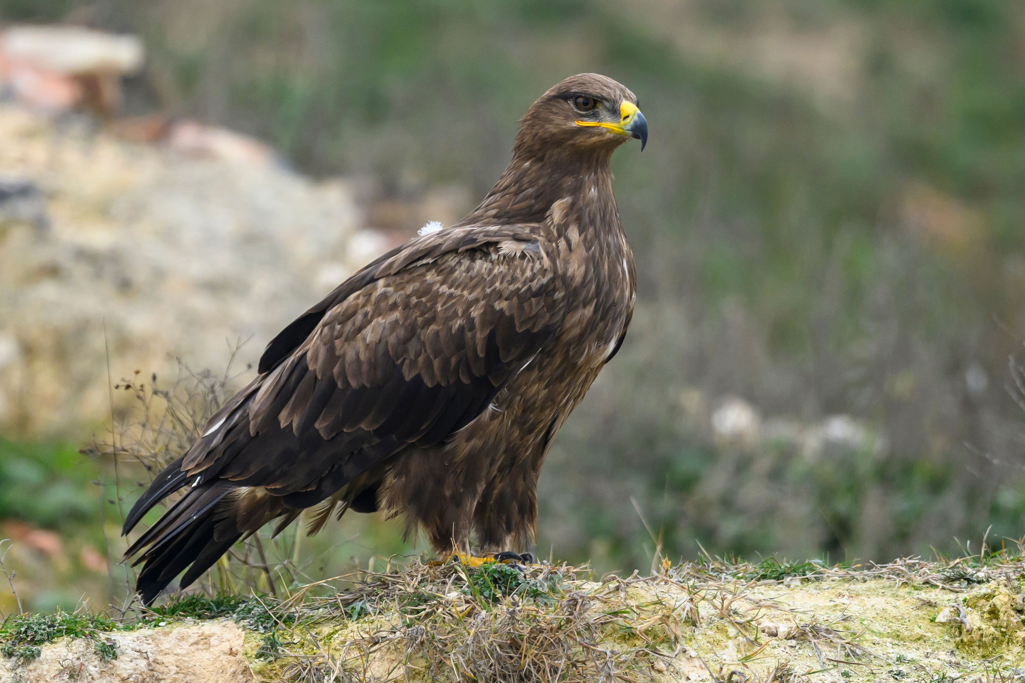 Что убивает степного орла?⁠