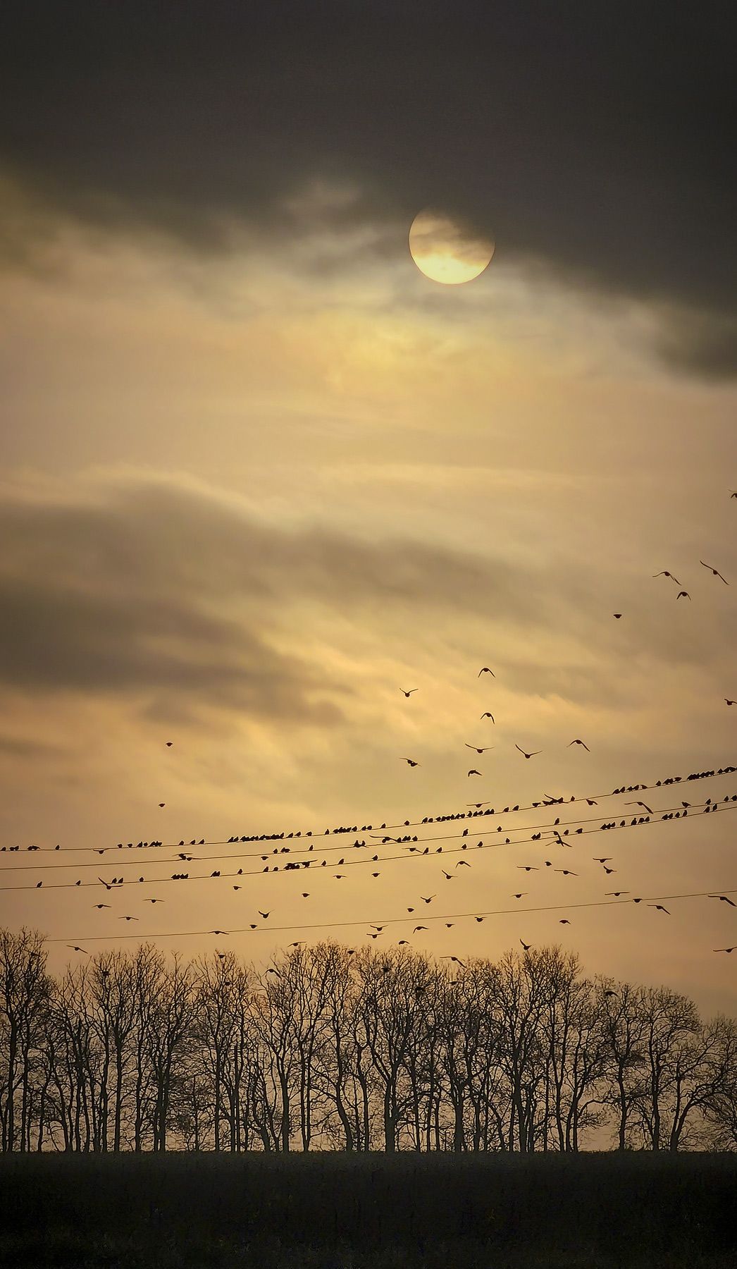 "Снова птицы в стаи собираются..."