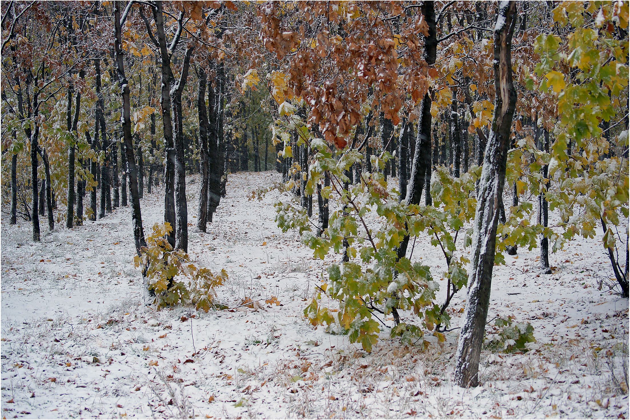 Первый снежок (2)