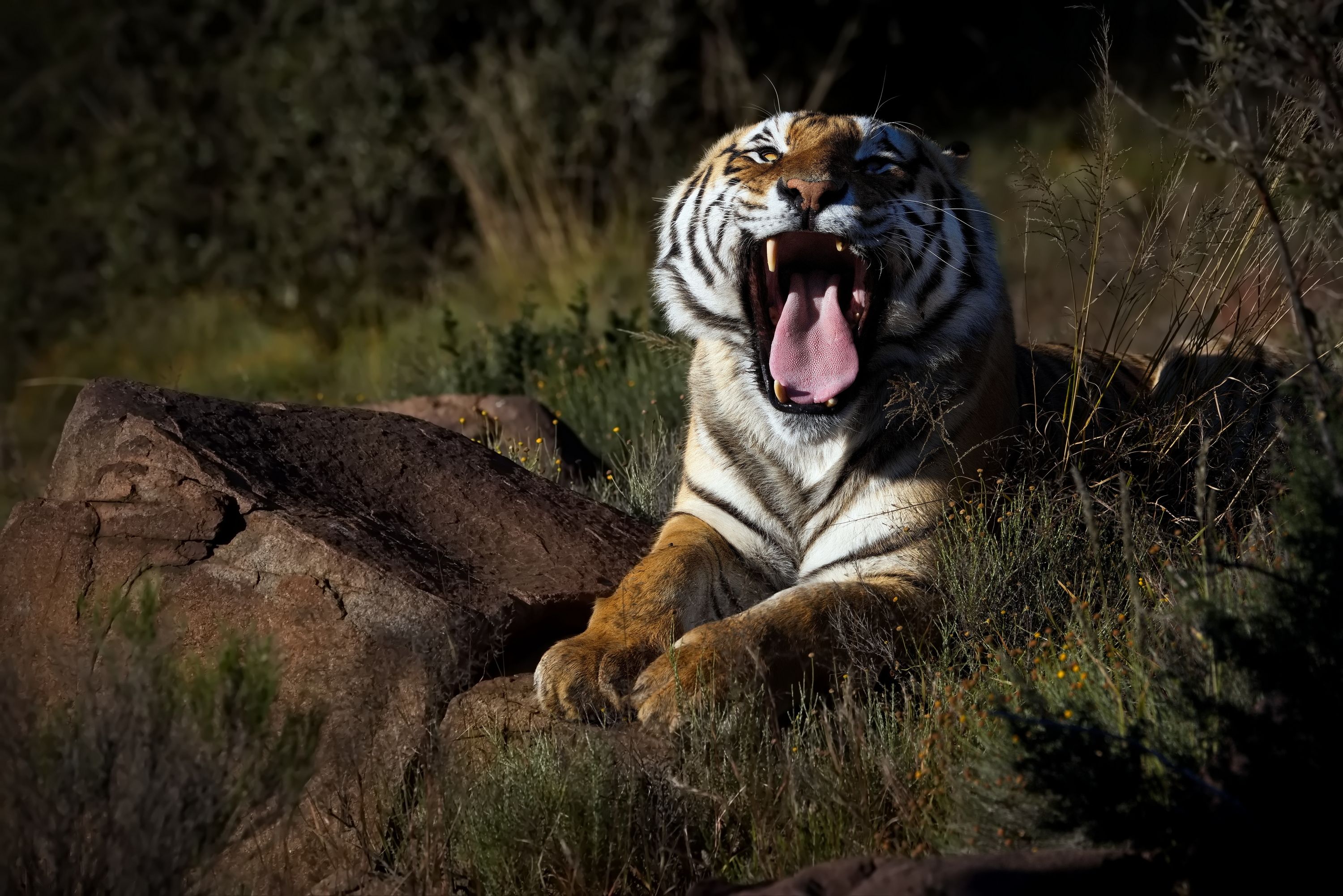 Померяемся языками!?)