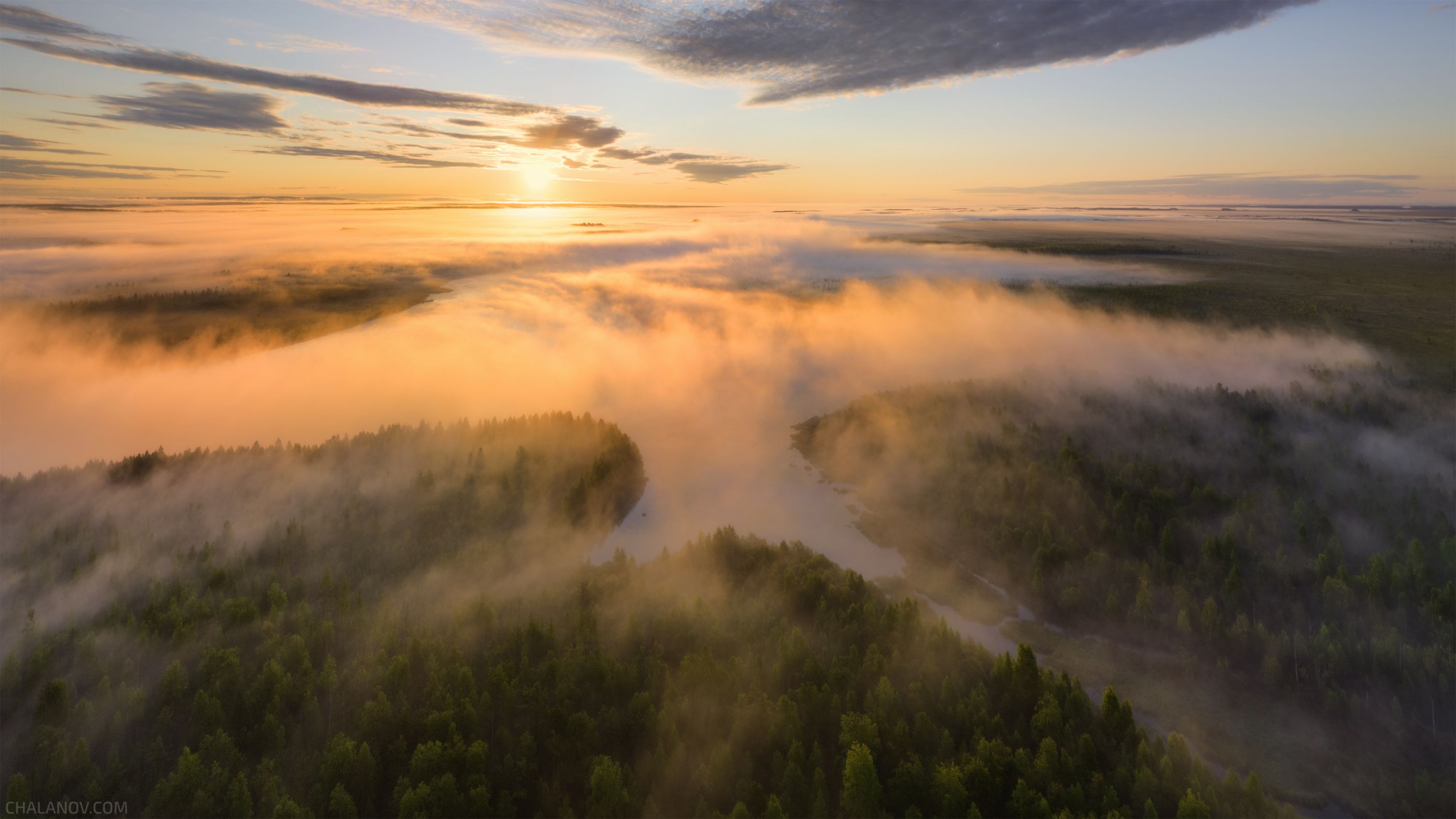 Полёт туманного стрижа