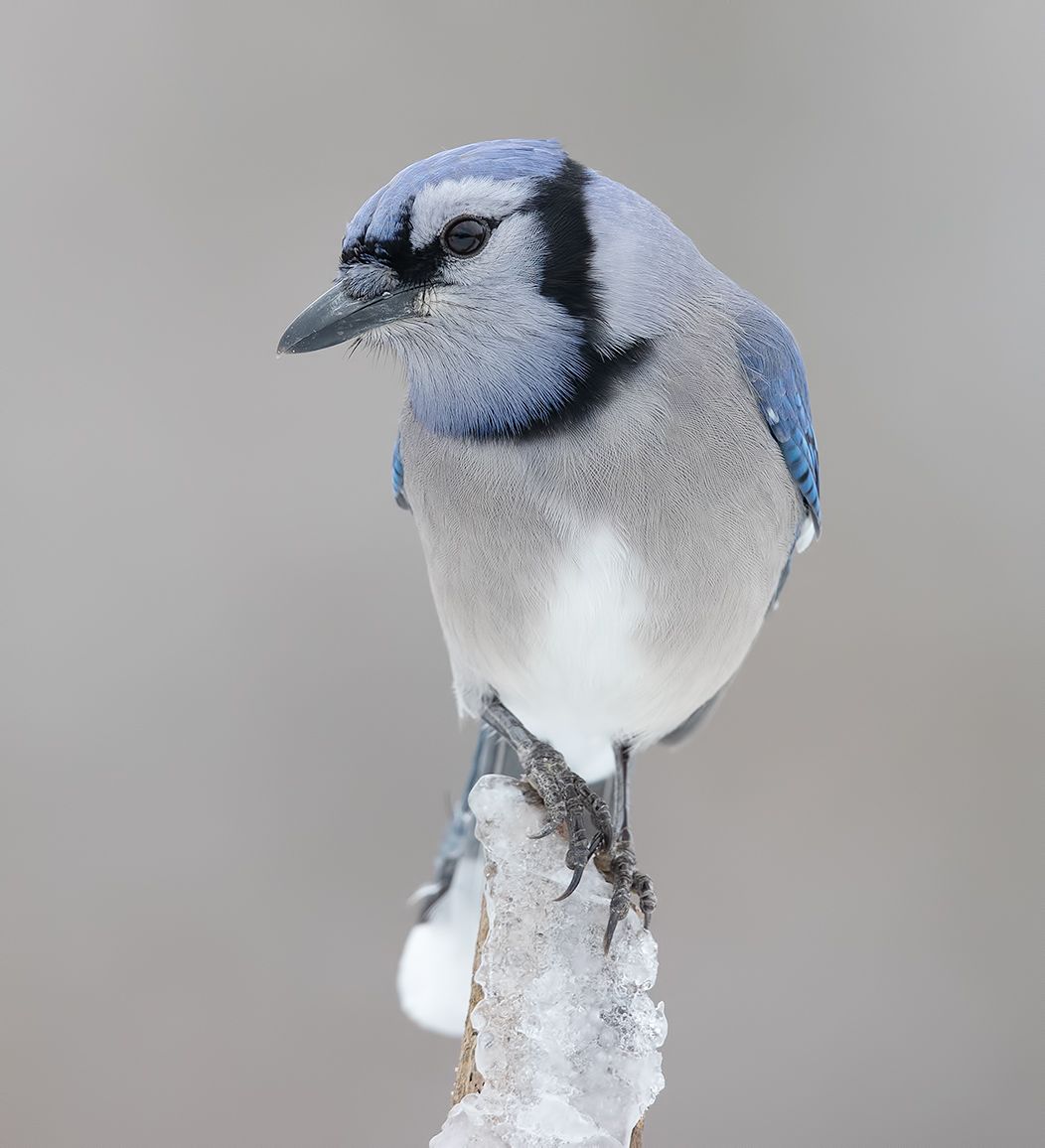Blue Jay