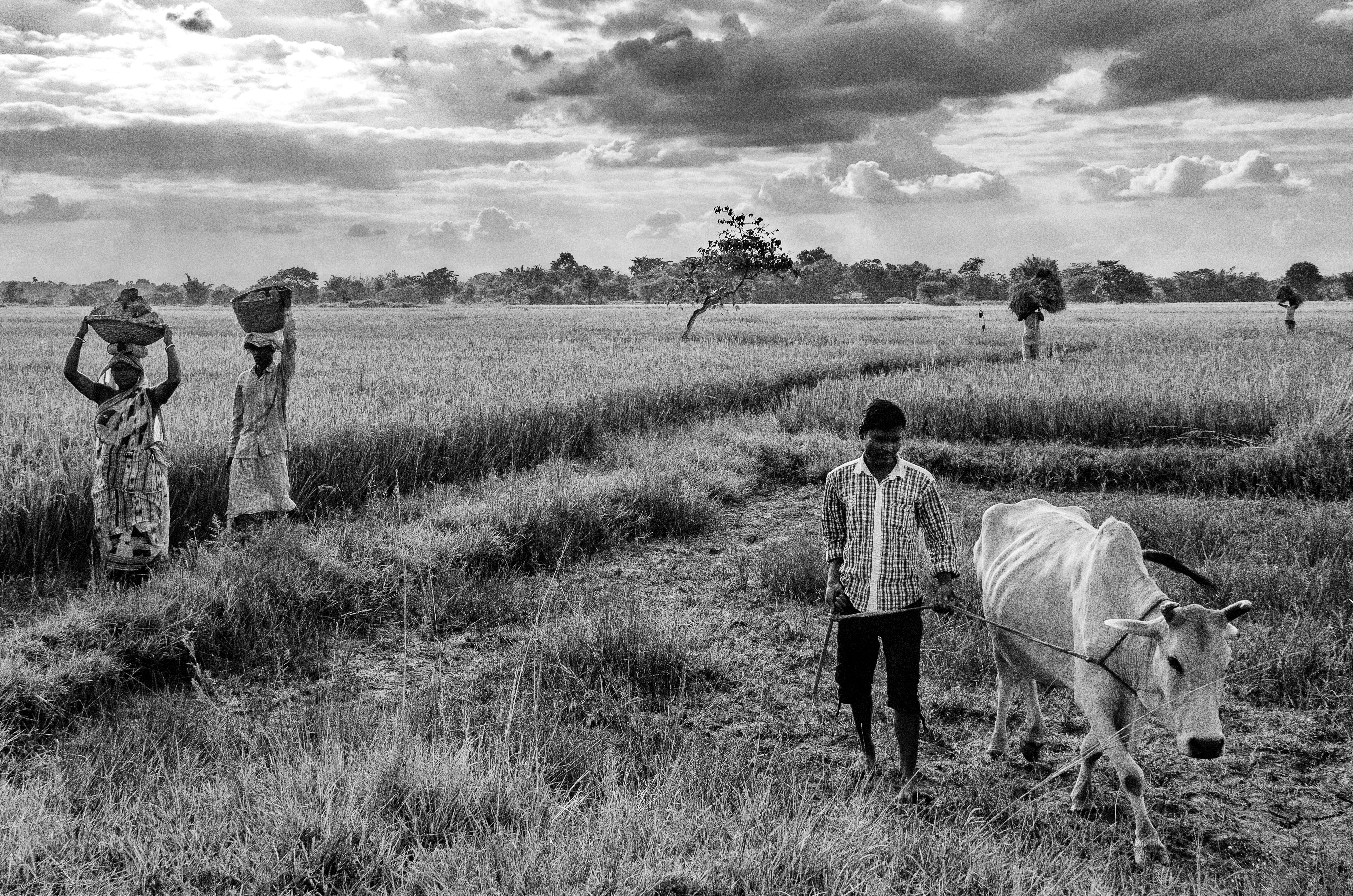 Daily life at rural Bengal