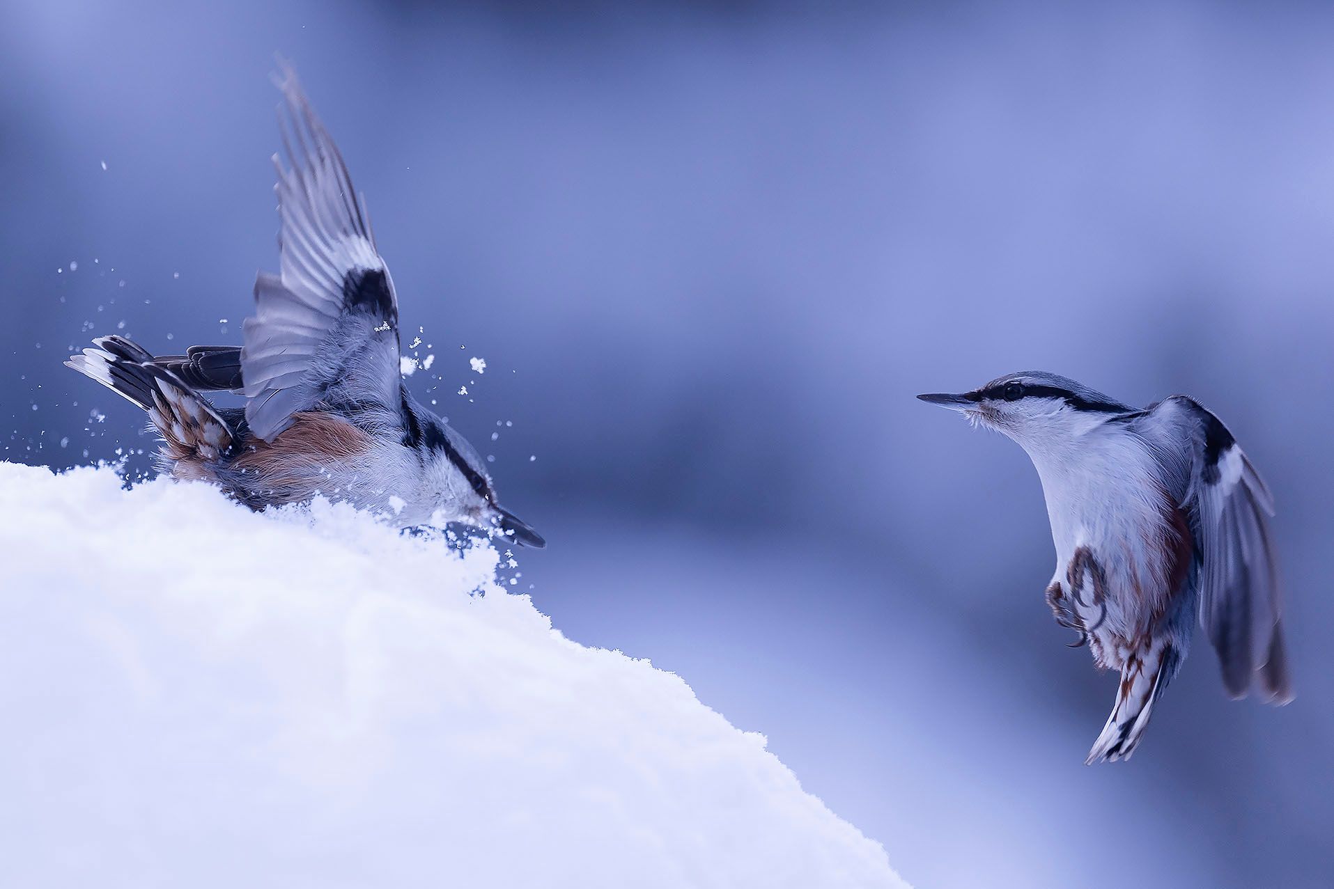 Птичий переполох