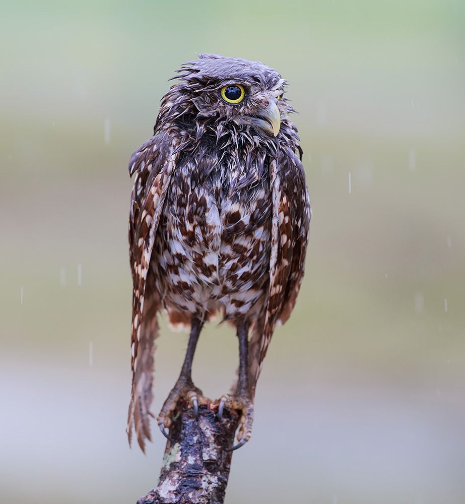 Burrowing Owl