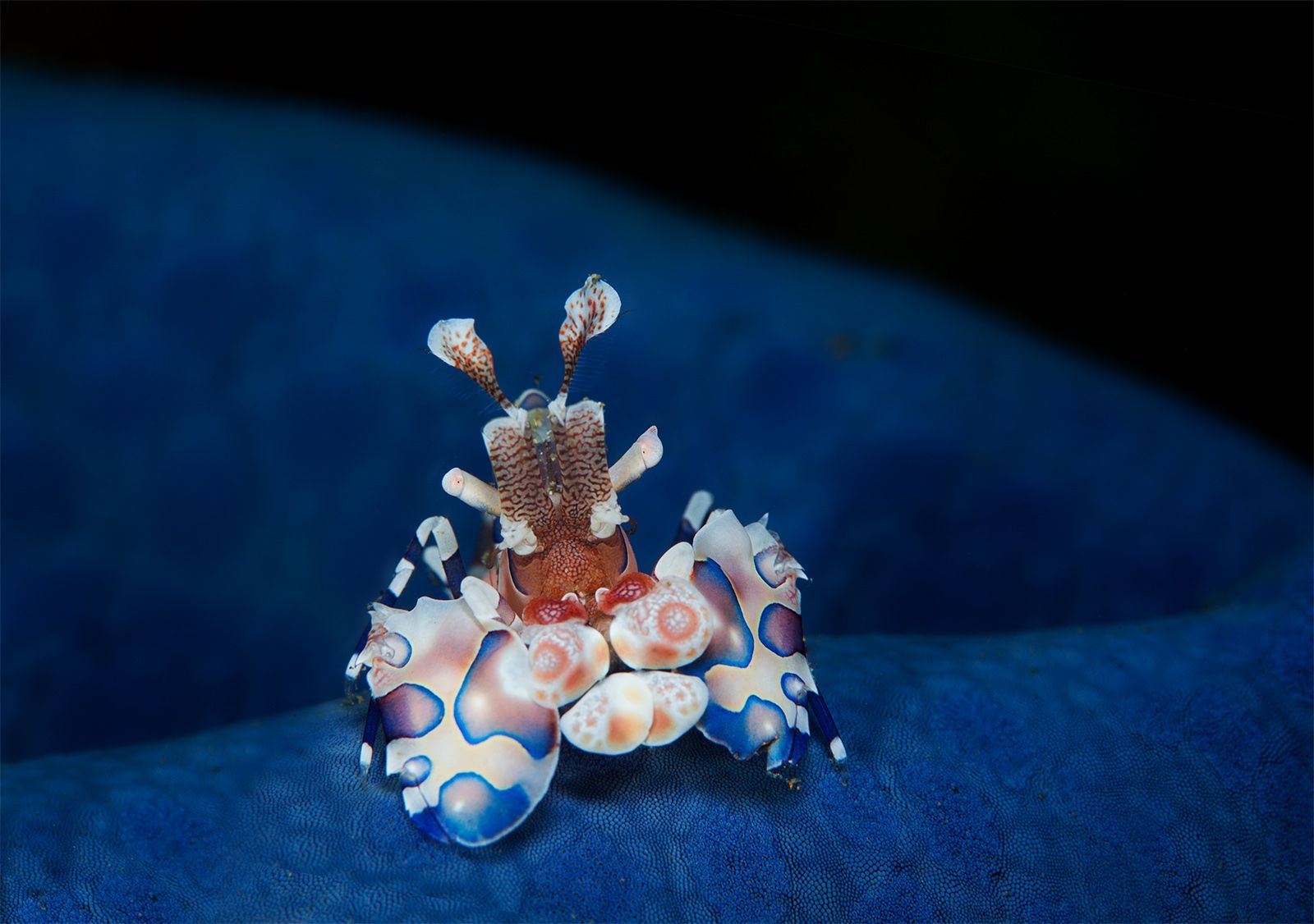 Рыцарь со звездой