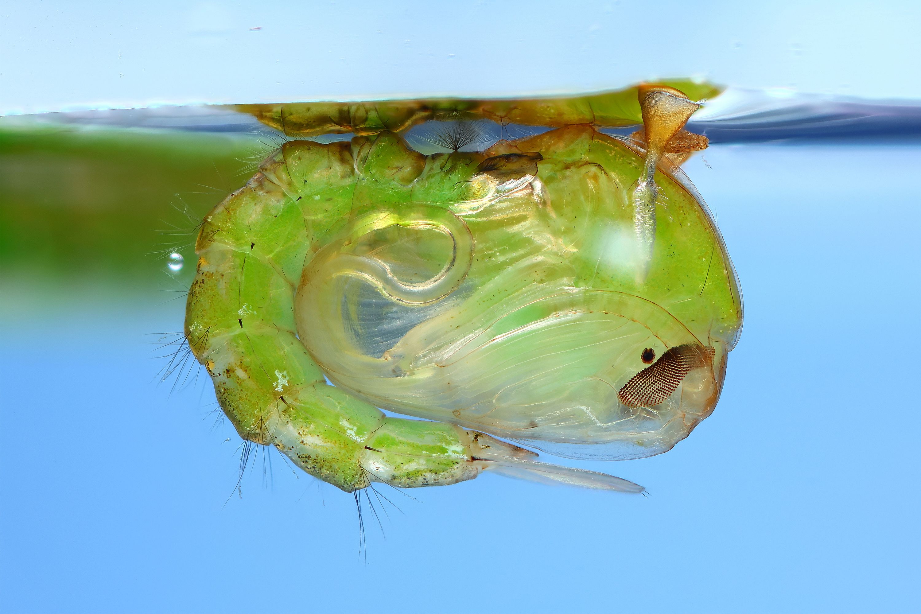 Куколка малярийного комара