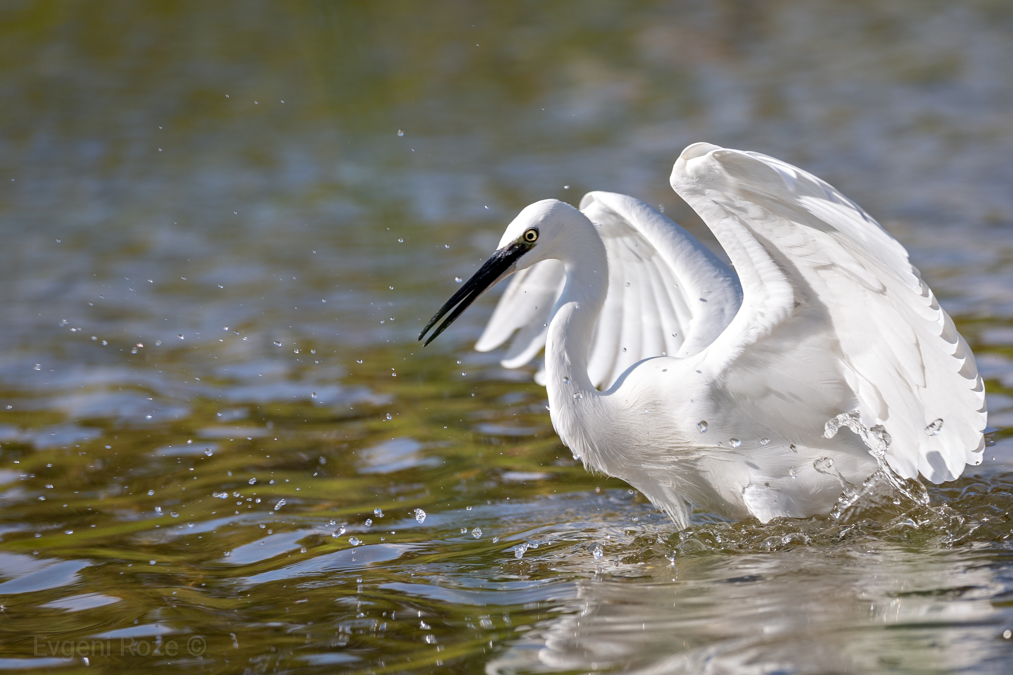 1542527998-f7db5662d0f9f6902558ddf79bb25