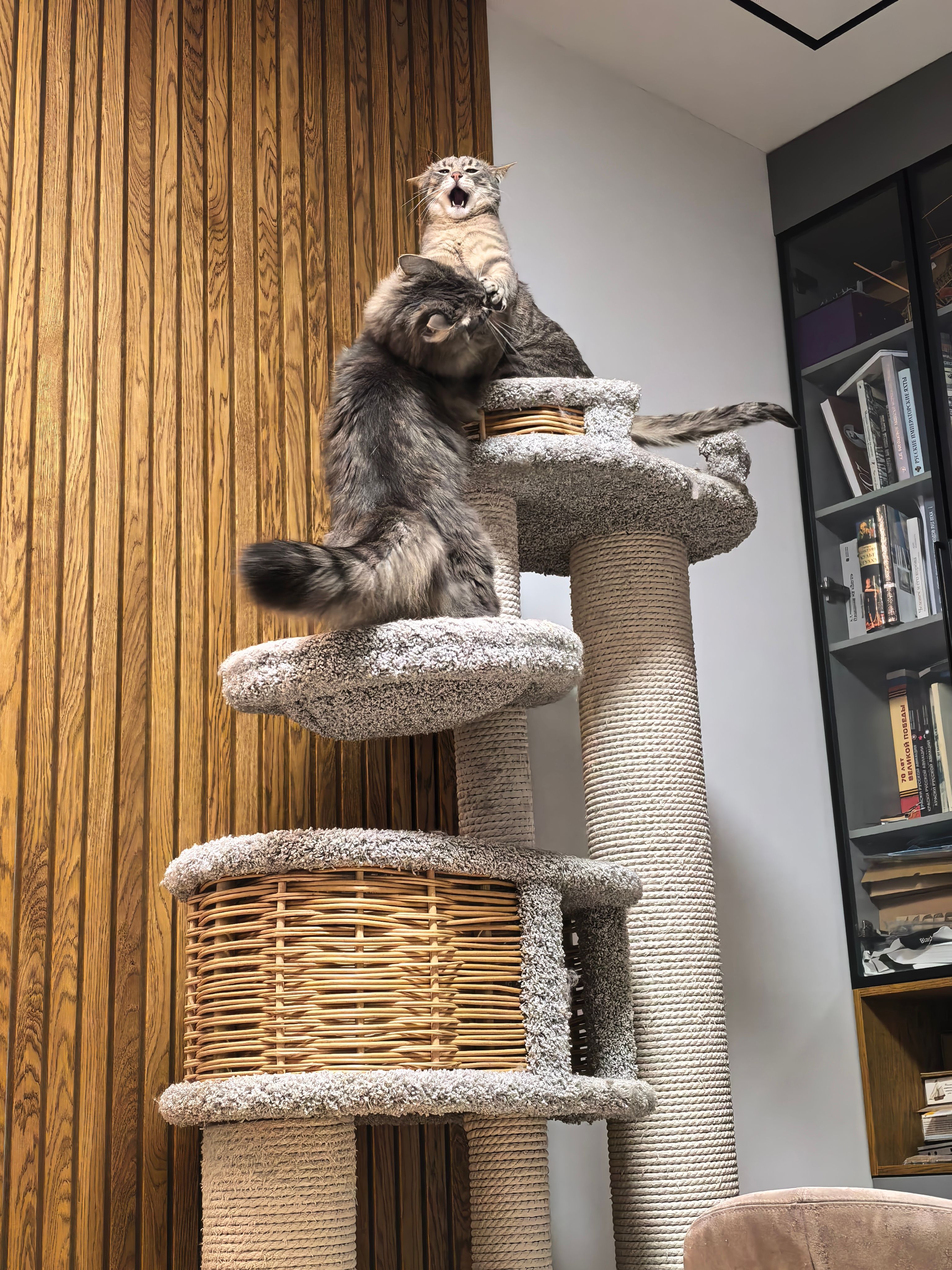 1767480920-f918c1940ecc78d192ddf90e93daf