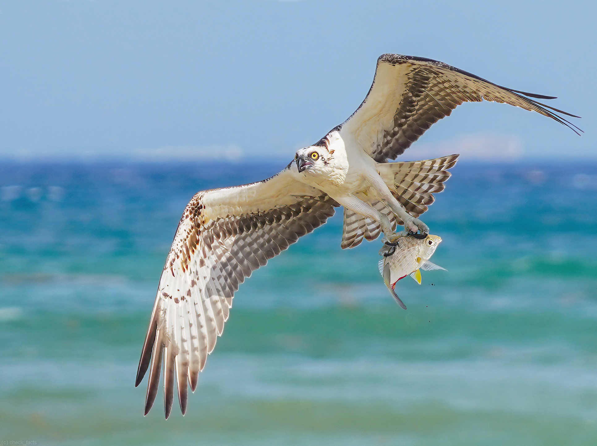 1651893448-fbfbd17bd9383f3eb49cd2d92c0be