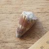 Conus planorbis, раковина, ракушка, фото, фотография, моллюск, коллекция