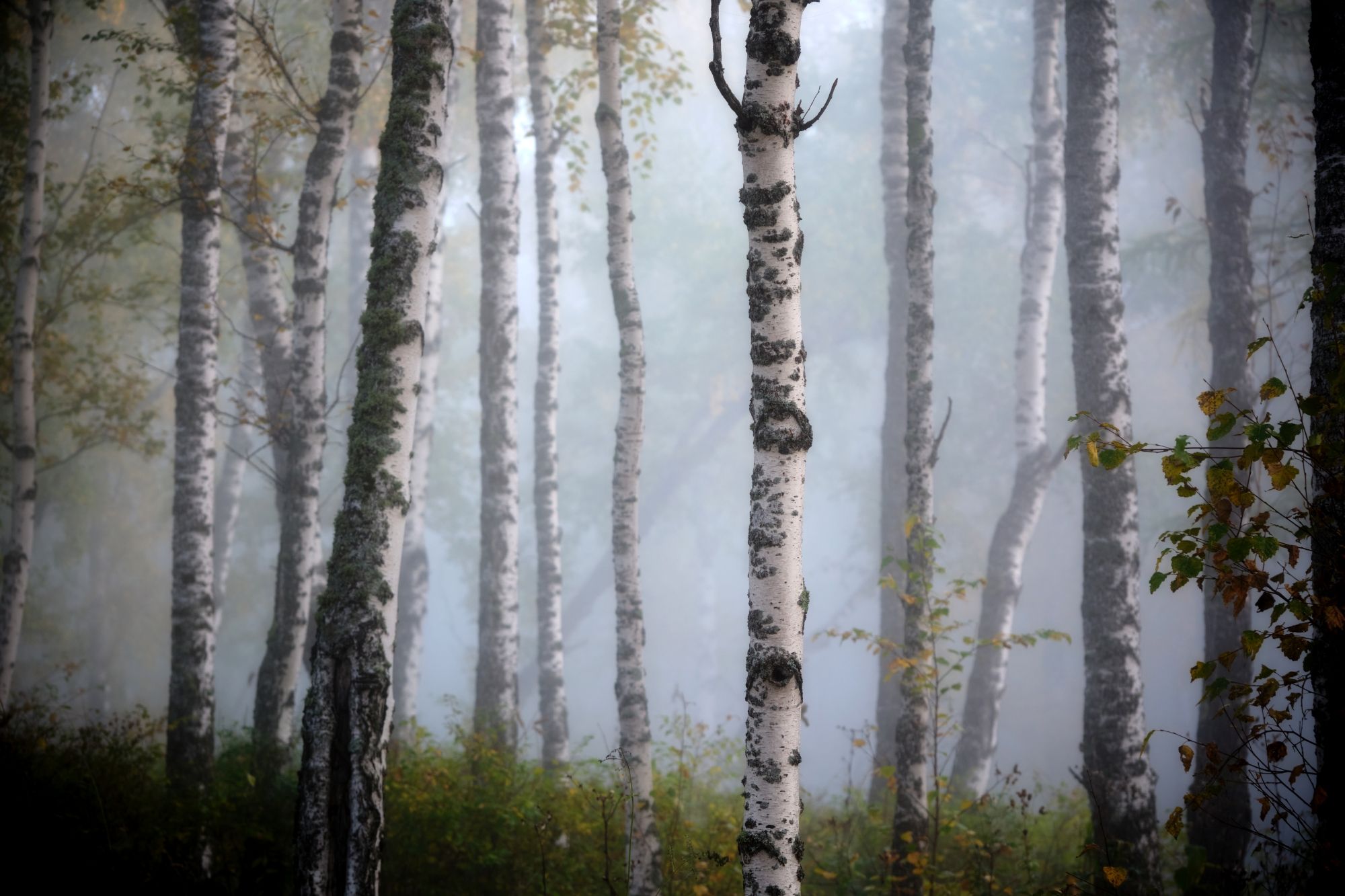 Туманы осени